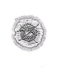 streptomyces colonies